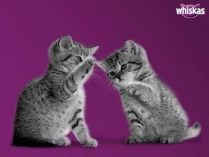 Фото на тему «Почему нельзя кормить кошку вискасом?»