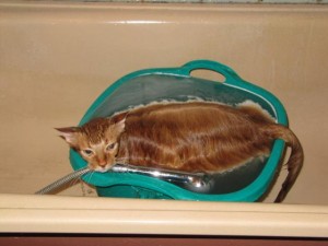 Фото на тему «Почему нельзя мыть кошек?»