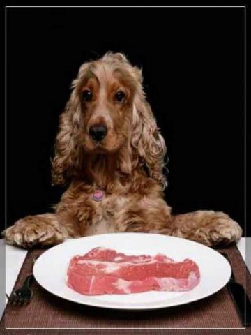 Фото на тему «Почему собакам нельзя свинину?»