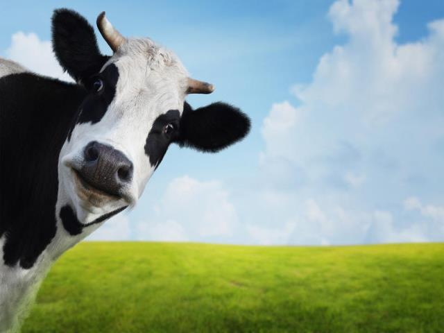 Фото на тему «Почему коровам нельзя есть клевер?»
