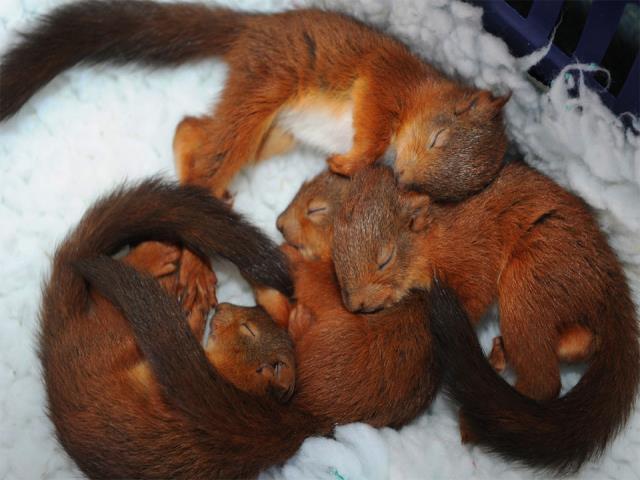 Фото на тему «Почему нельзя фотографировать спящих животных?»