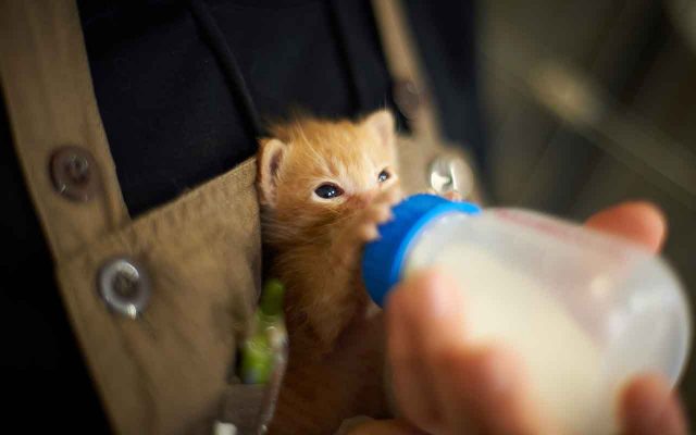 Фото на тему «Почему кошкам нельзя давать молоко?»