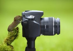 фотографировать животных