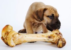 Фото на тему «Почему нельзя давать кости собакам?»