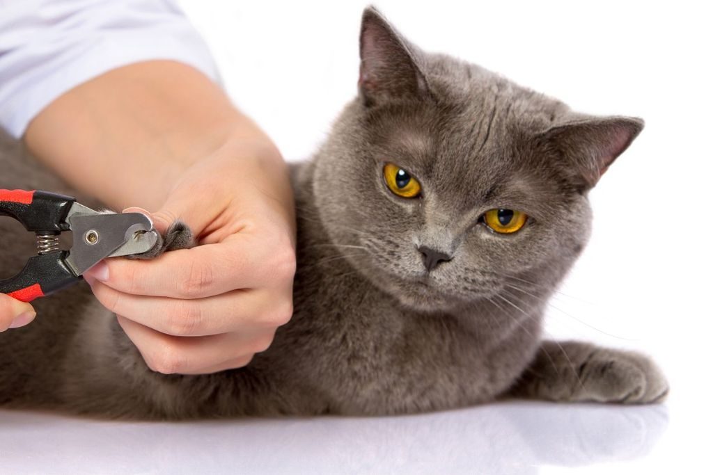 Фото на тему «Почему нельзя стричь ногти кошкам?»