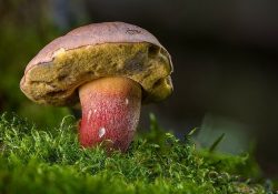 Фото на тему «Почему нельзя употреблять в пищу старые грибы?»