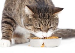 Фото на тему «Чому не можна годувати кота перед кастрацією?»
