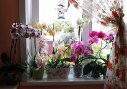 Фото на тему «Почему нельзя держать дома орхидеи?»