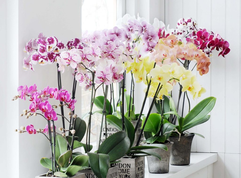 Фото на тему «Почему нельзя держать дома орхидеи?»
